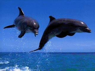 http://soundhealingcenter.com/images/dolphins.gif